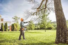 Tree and Shrub Care