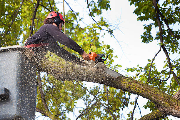 Reliable Newport Beach, CA Tree Removal Services Solutions